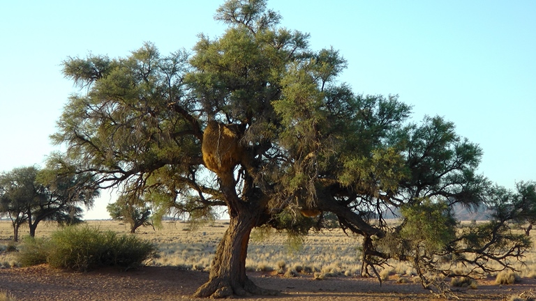 Kameldornbaum mit Weberv&ouml;gelnest